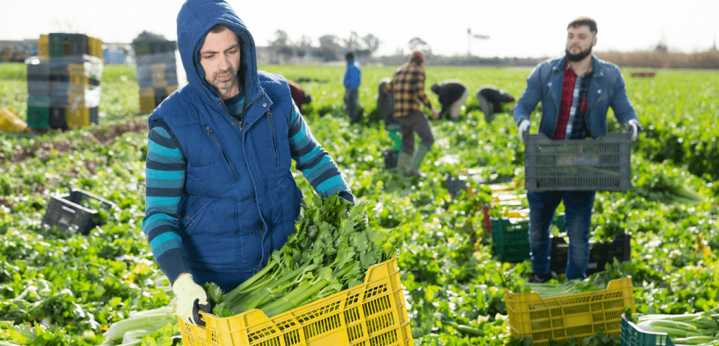 General Farm Worker Required In Canada Visa Guide Info