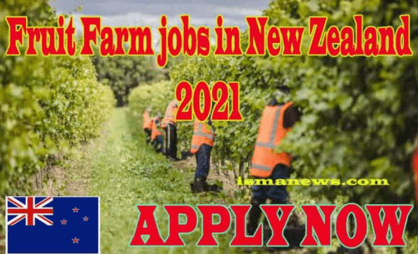 Farm Jobs In New Zealand