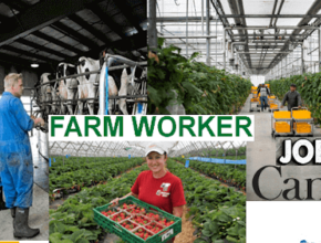 Farm Worker Jobs In Canada