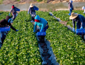 Farm Workers Jobs In Canada