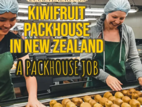 Pick & Pack Jobs In New Zealand