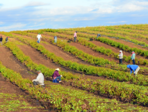Farm Worker Jobs In Australia