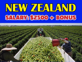 Farming Jobs In New Zealand For Foreigners