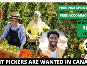 Fruit Picking Jobs in Canada With Free Visa Sponsorship