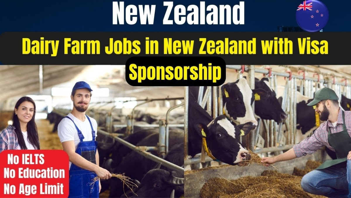 Jobs for Cow Farm Workers in New Zealand that Sponsor Visas