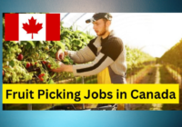 600+ Fruit Picking Jobs Employment 25 May 2024