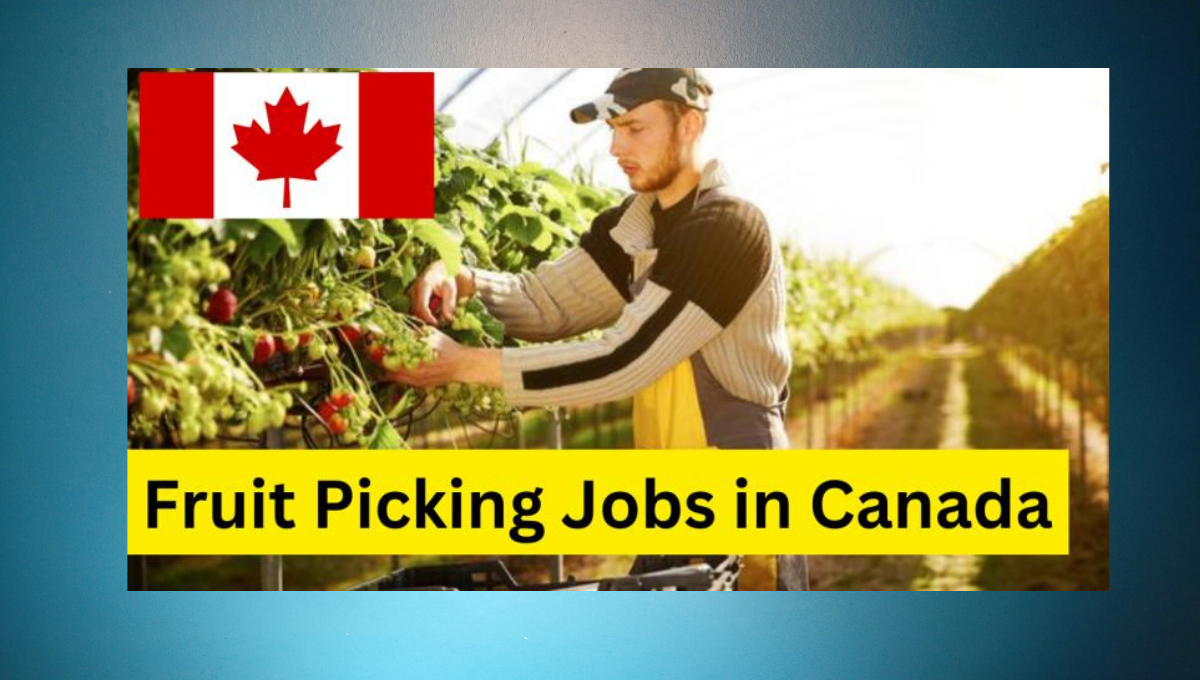 600+ Fruit Picking Jobs Employment 25 May 2024