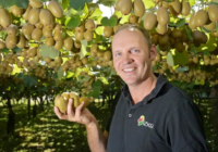 Kiwi Orchard Worker Jobs in New Zealand