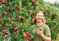 Apple Picker Jobs in Canada for Foreigners 2024