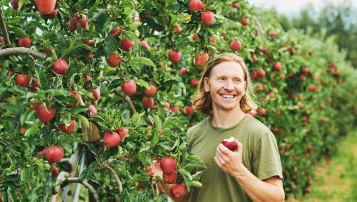 Apple Picker Jobs in Canada for Foreigners 2024