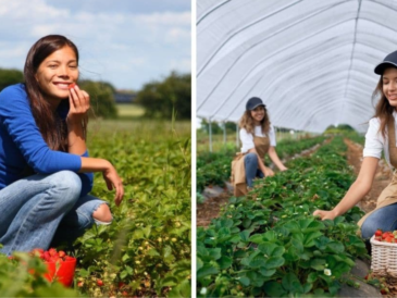 Fruit Picking Farm Worker Jobs Available in Canada