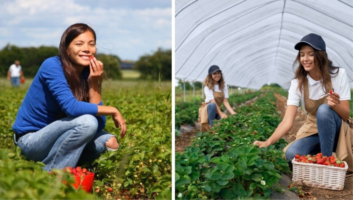 Fruit Picking Farm Worker Jobs Available in Canada