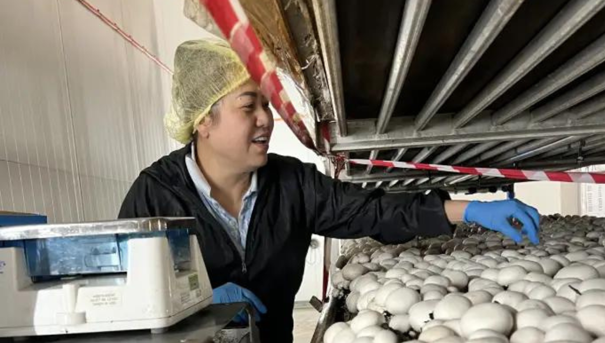 Mushroom Farm Worker Jobs in Canada