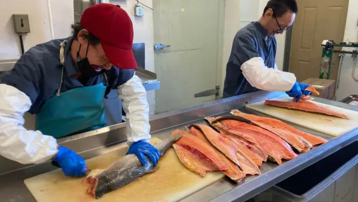 Fish Packing Jobs in Poland October 2024